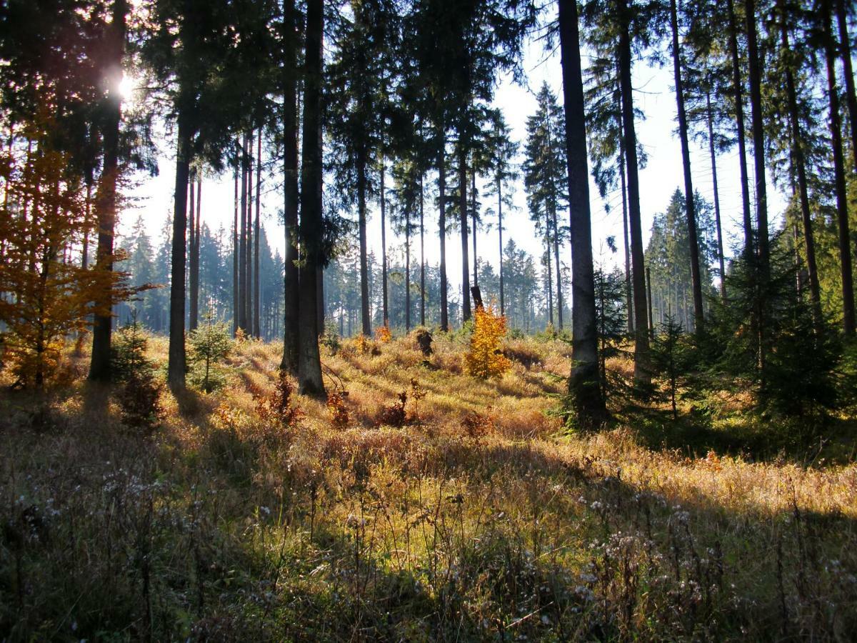 Ferienwohnung Arnika Inklusive Waeschepaket Braunlage Kültér fotó